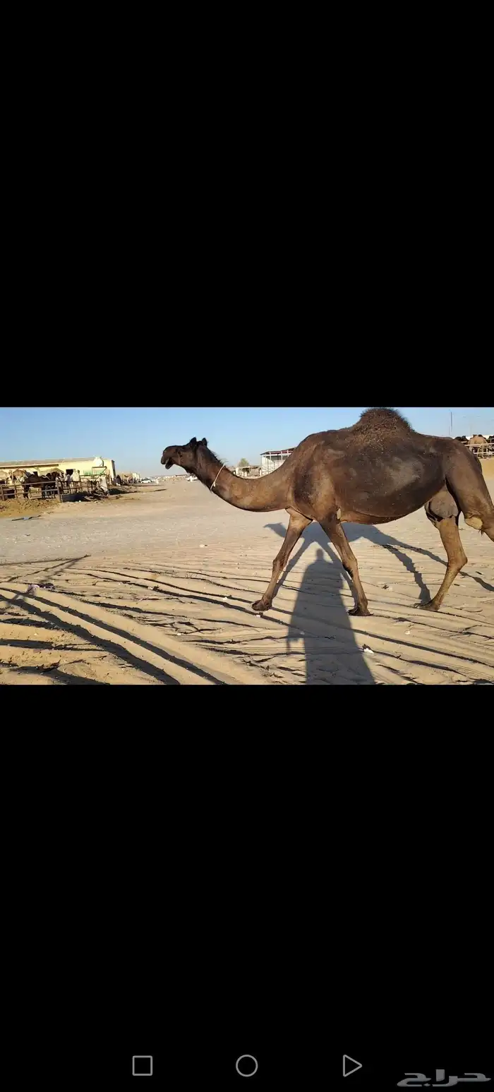 ناقه لقحه على بعير الفصام الدوسري 0