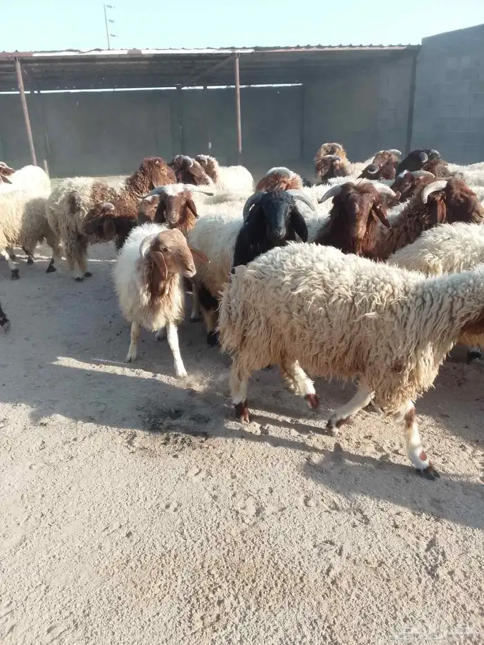 ذبايح خرفان بلدي طيب 5