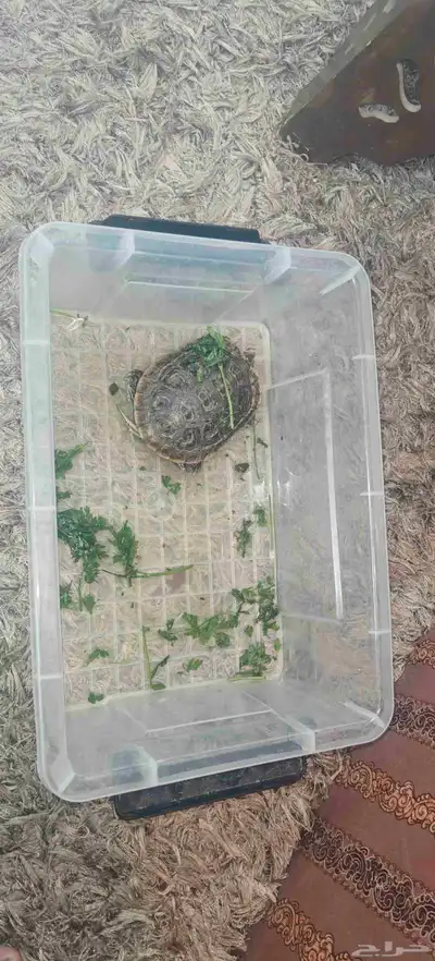 سلحفاة يونانية جميلة ب 100 ريال فقط index