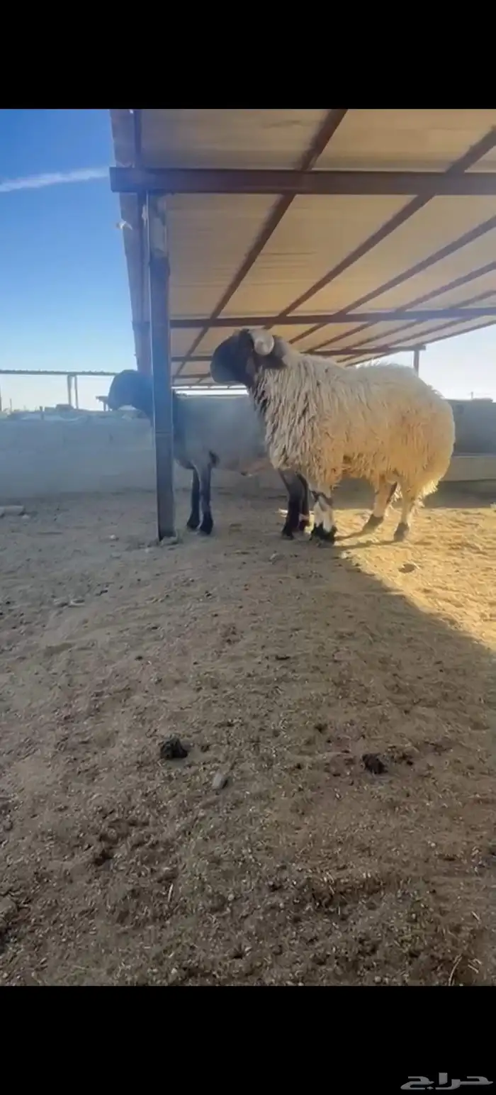 فحل نعيم فاخر 2