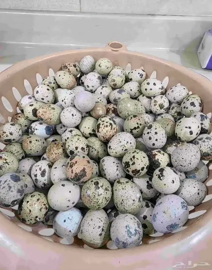 بيض سمان مخصب اكل وفقاصات 0