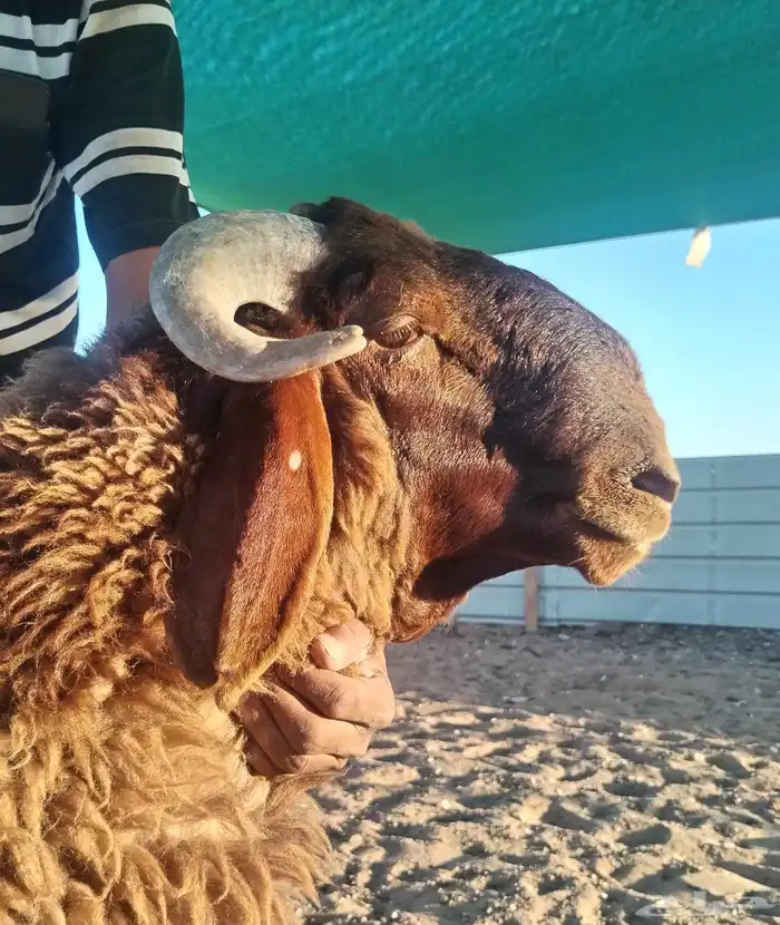 للبيع مشروع فحل جذع نعيم خصم 1