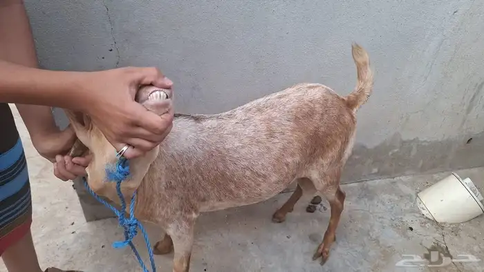 مشورع فحل فاخر ما شاء الله 3