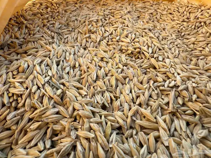 بذر شعير بلدي 2