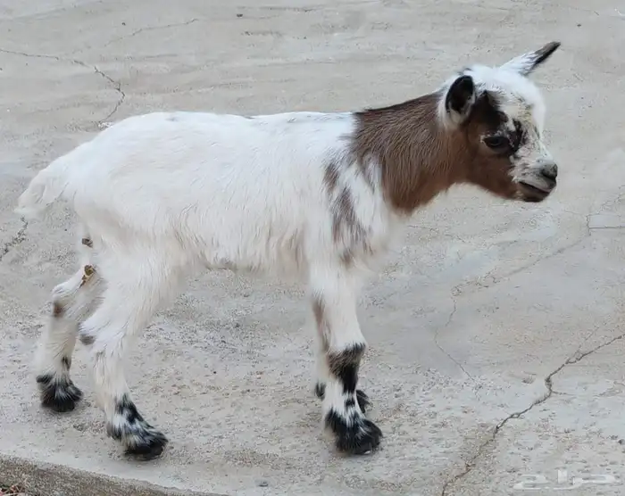 ماعز قزم انثى 4