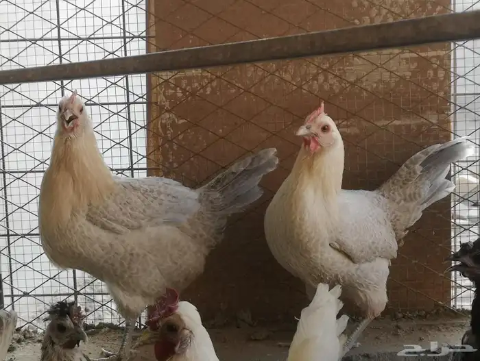 دجاج فيومي سيلفر 3