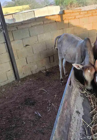 حسيل بلدي عمره فوق 7 شهور سمين ماشاءالله index