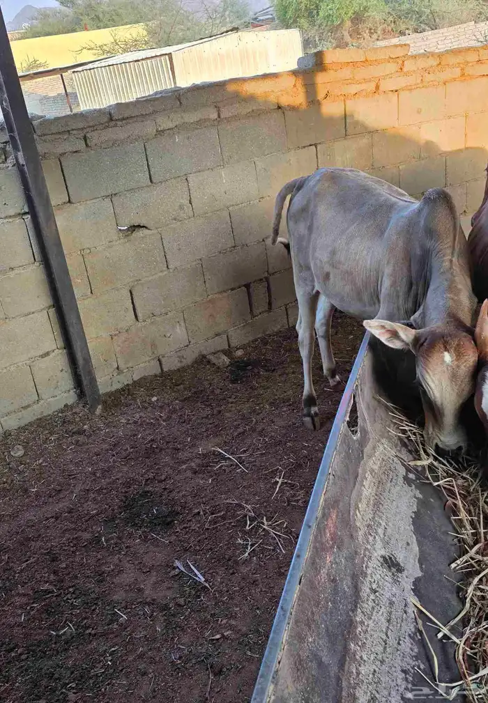 حسيل بلدي عمره فوق 7 شهور سمين ماشاءالله 2