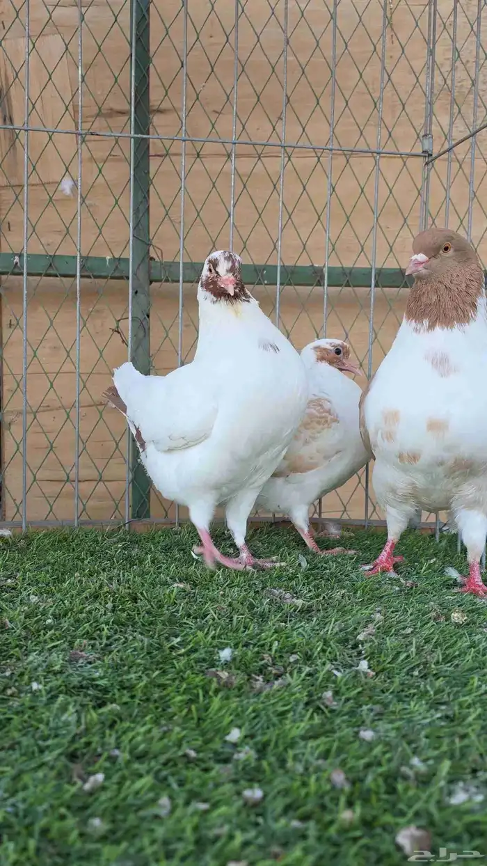 زوج كنق معه فرخين 1