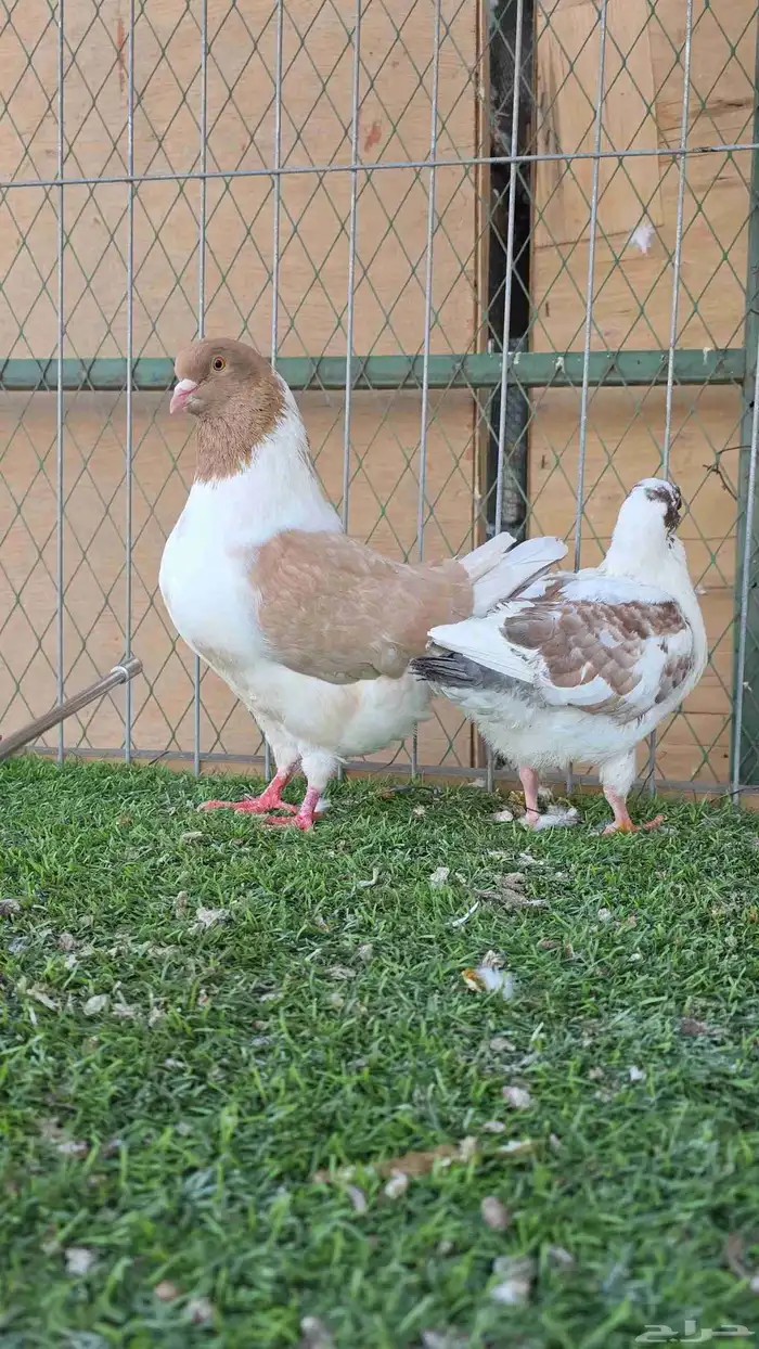 زوج كنق معه فرخين 4