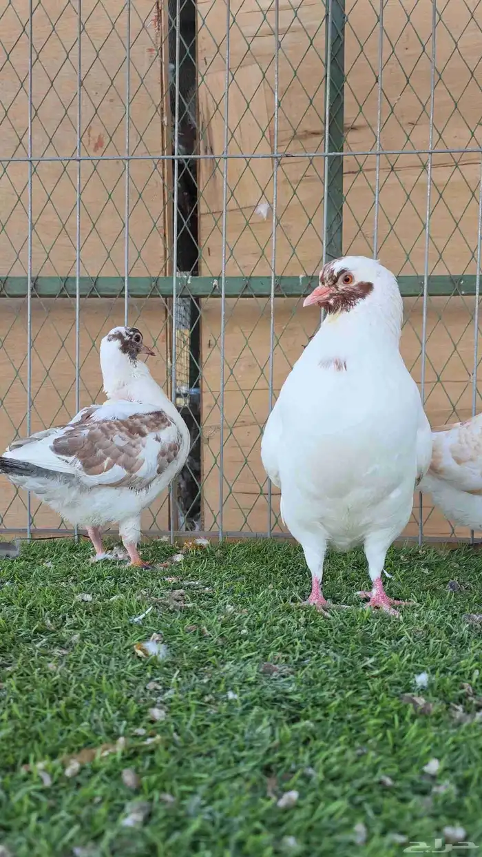 زوج كنق معه فرخين 2