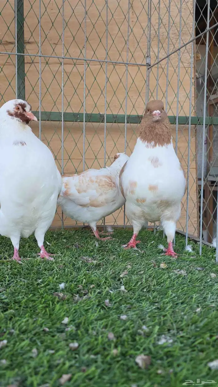 زوج كنق معه فرخين 3