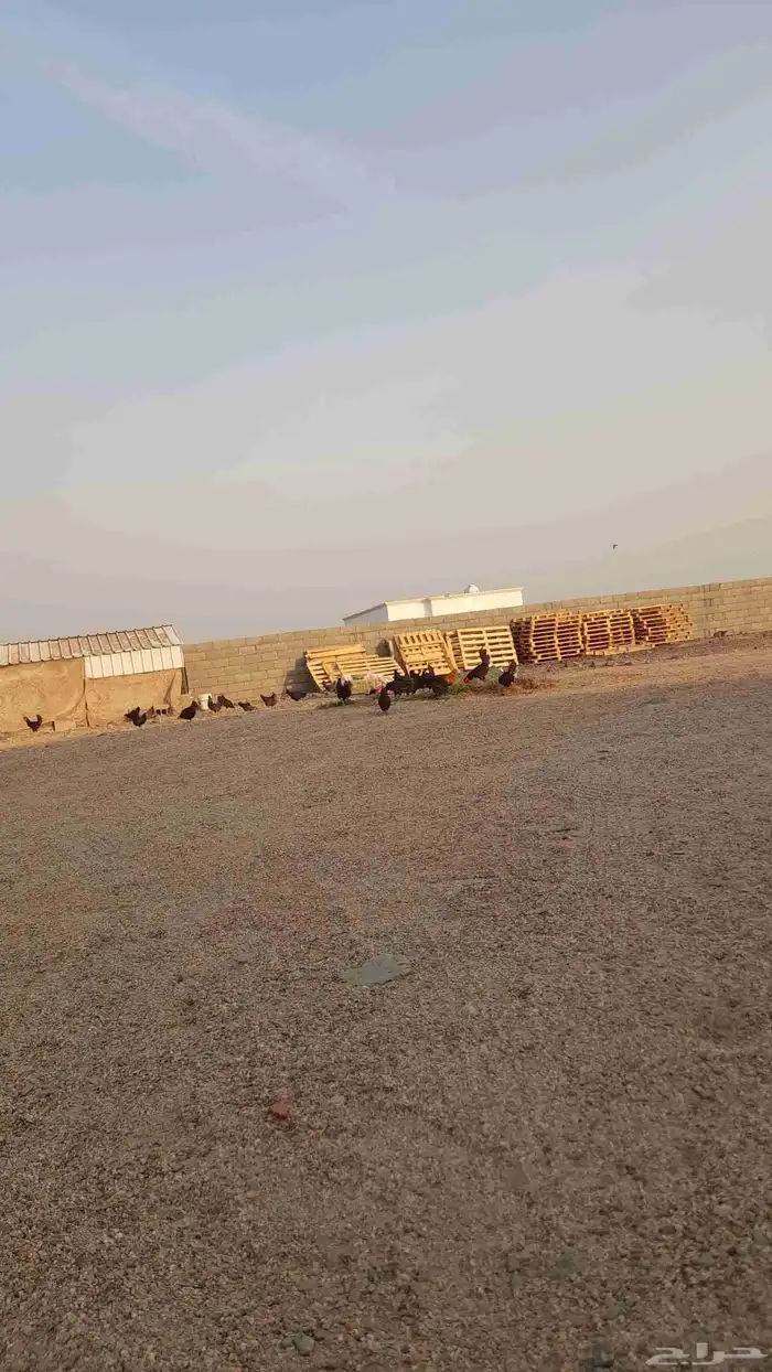 دجاج بياض عل شرط الصحه 100في100 العدد 50 1