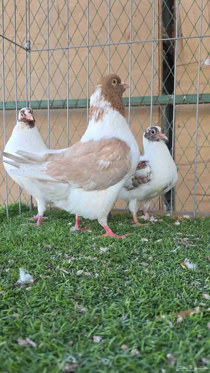 زوج كنق معه فرخين 0