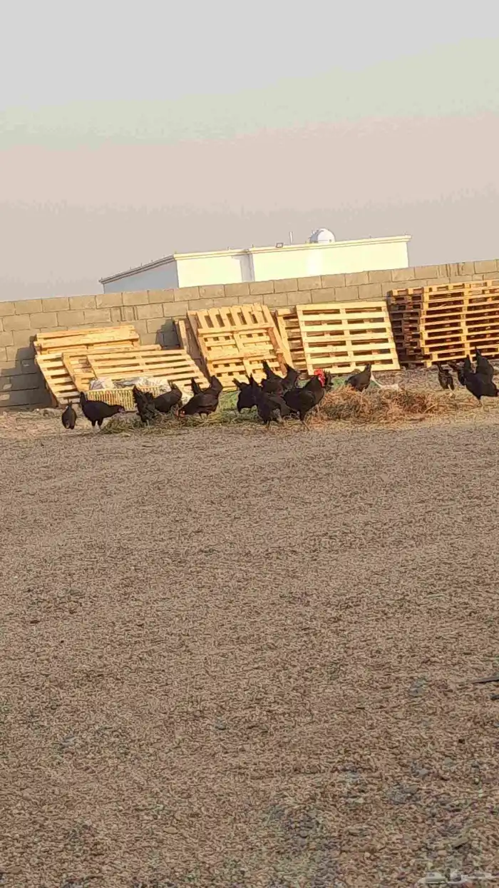 دجاج بياض عل شرط الصحه 100في100 العدد 50 0