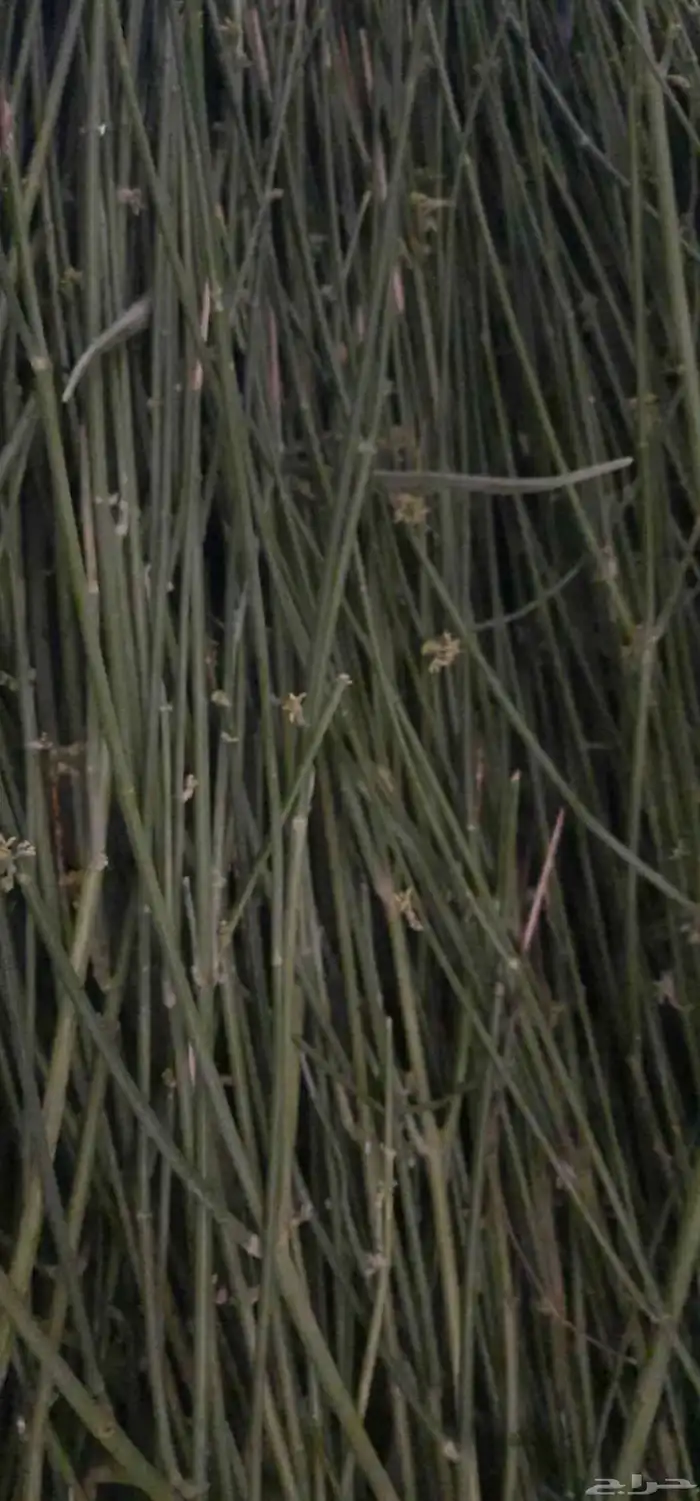 متوفر الان مرخ جديد 0