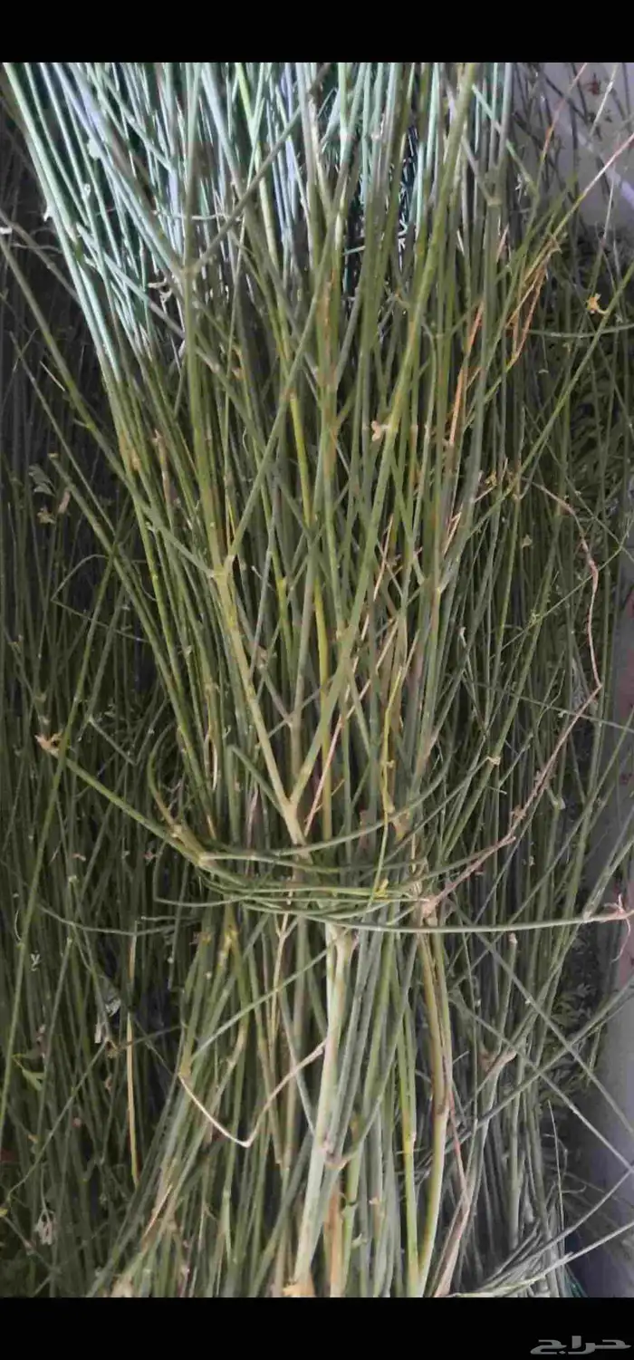 متوفر الان مرخ جديد 1