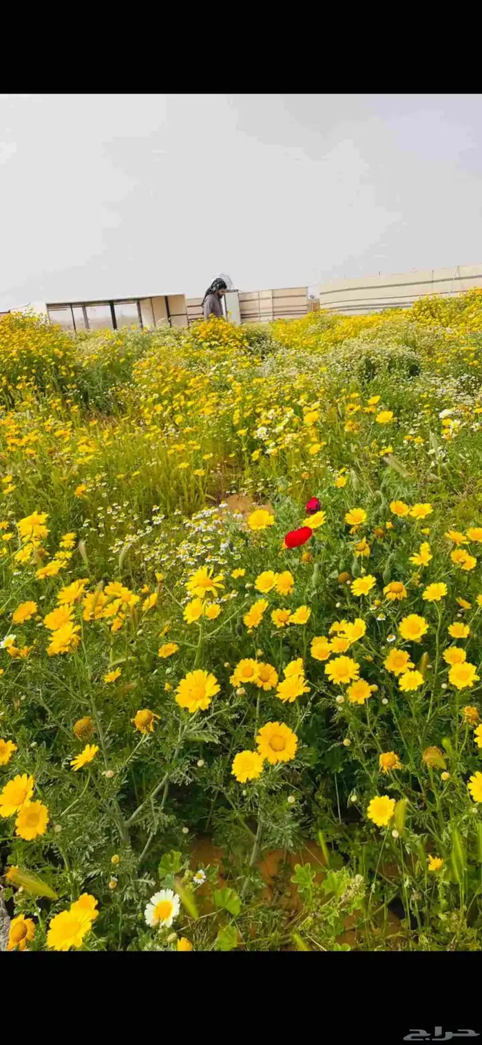 بذور اقحوان وورد بستاني 0