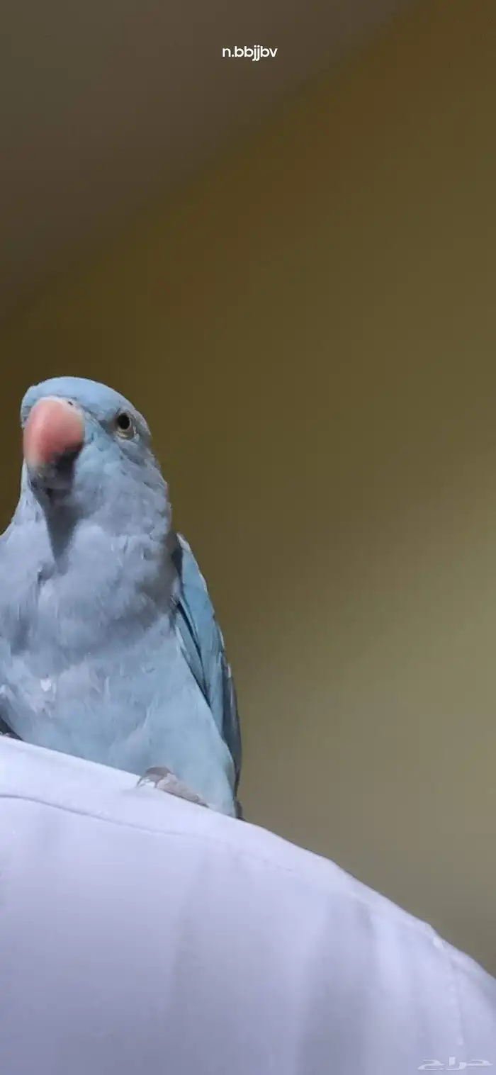 دره هولندي انثى اليفه 2