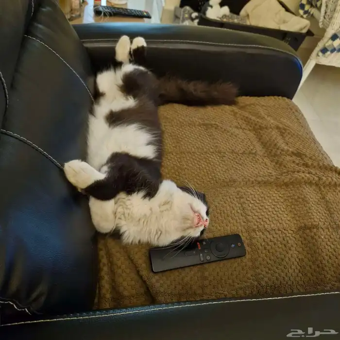 5 months old kitten seeks home.. 0