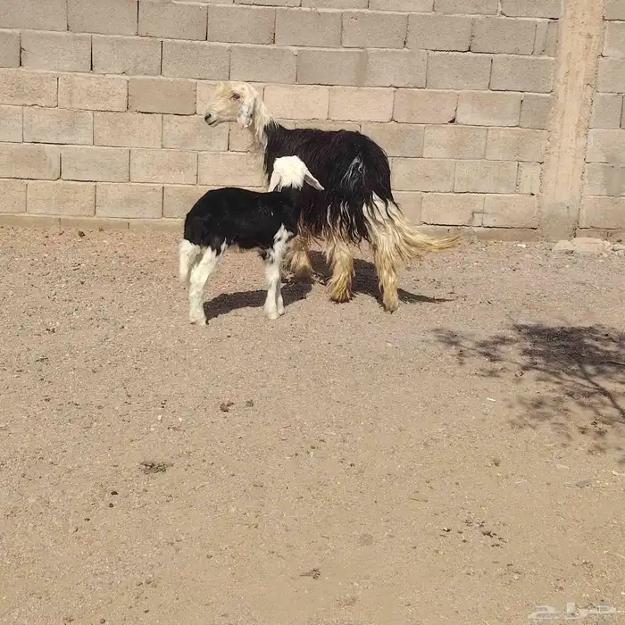 نجديه حدرها رخله سن ثنيه ديد سلم عمر الرخل شهر ونص 0