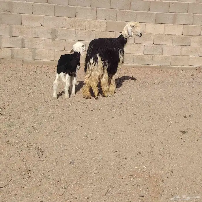 نجديه حدرها رخله سن ثنيه ديد سلم عمر الرخل شهر ونص 2