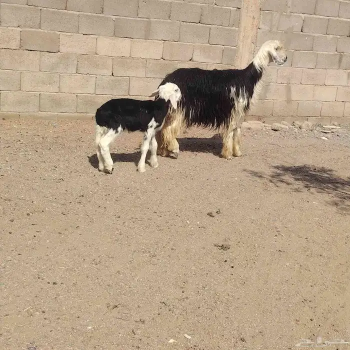 نجديه حدرها رخله سن ثنيه ديد سلم عمر الرخل شهر ونص 1