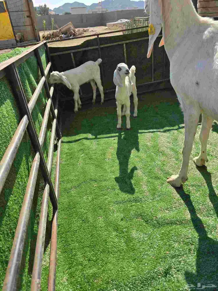 معزا مع عيالها 6