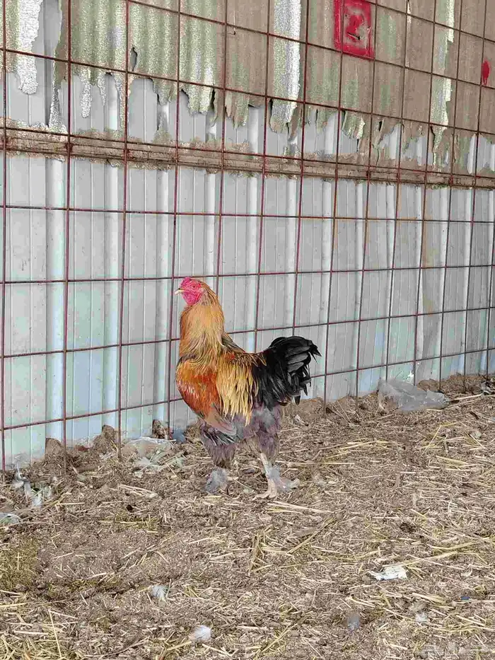 دجاج براهما 1