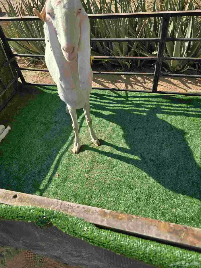 معزا مع عيالها 0