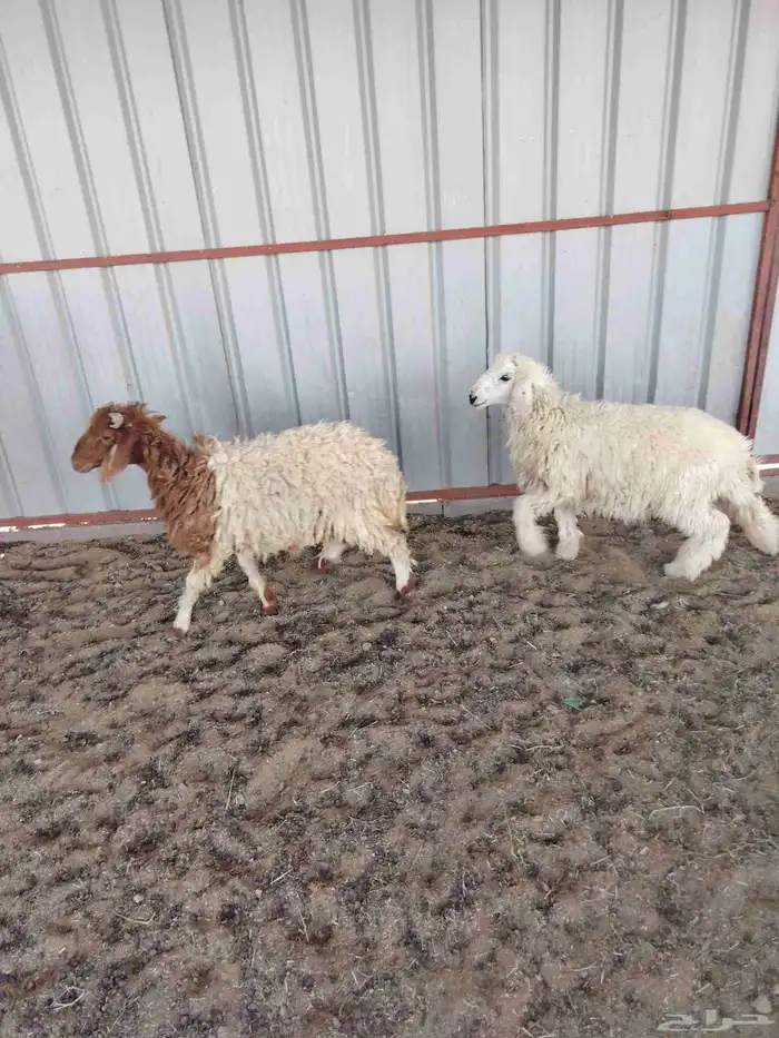 هرافي وجذعه 0