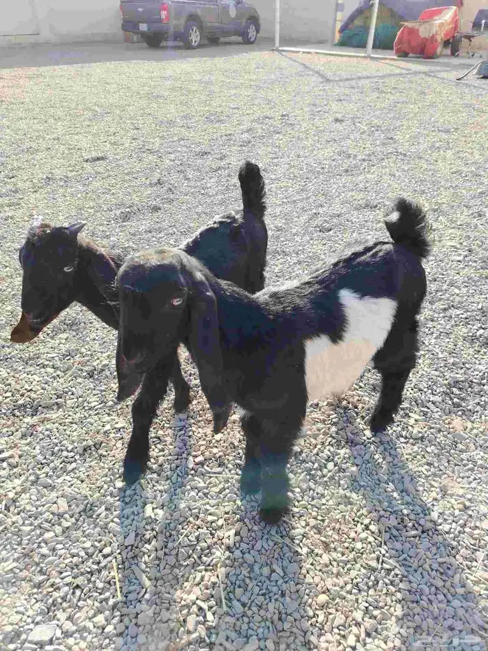 للبيع تيوس هرايد قبرصيات 2