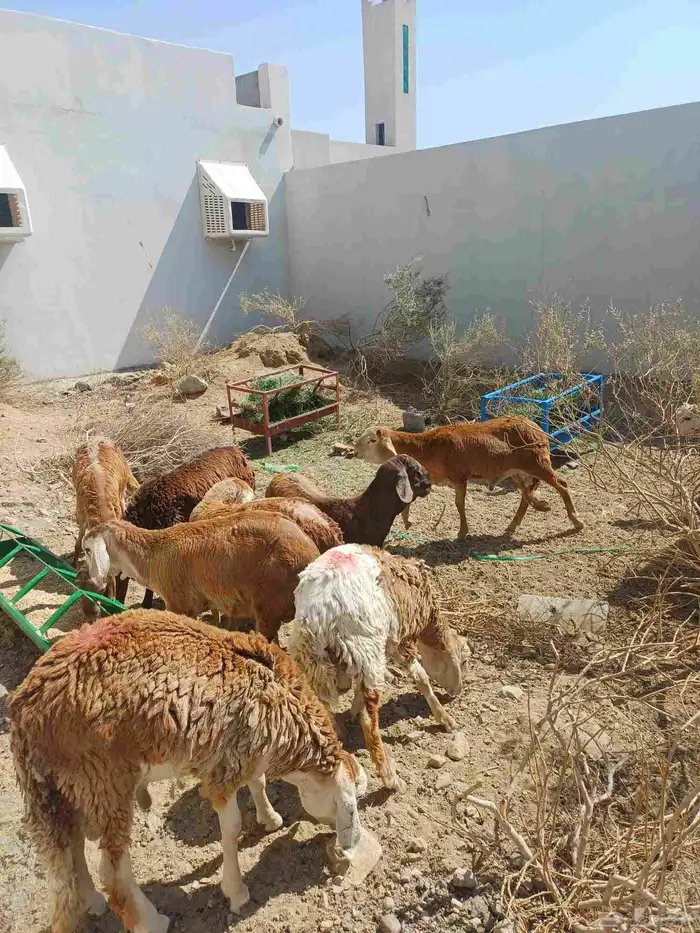 للبيع غنم سواكن 15 راس تربيه شهر ونص 2