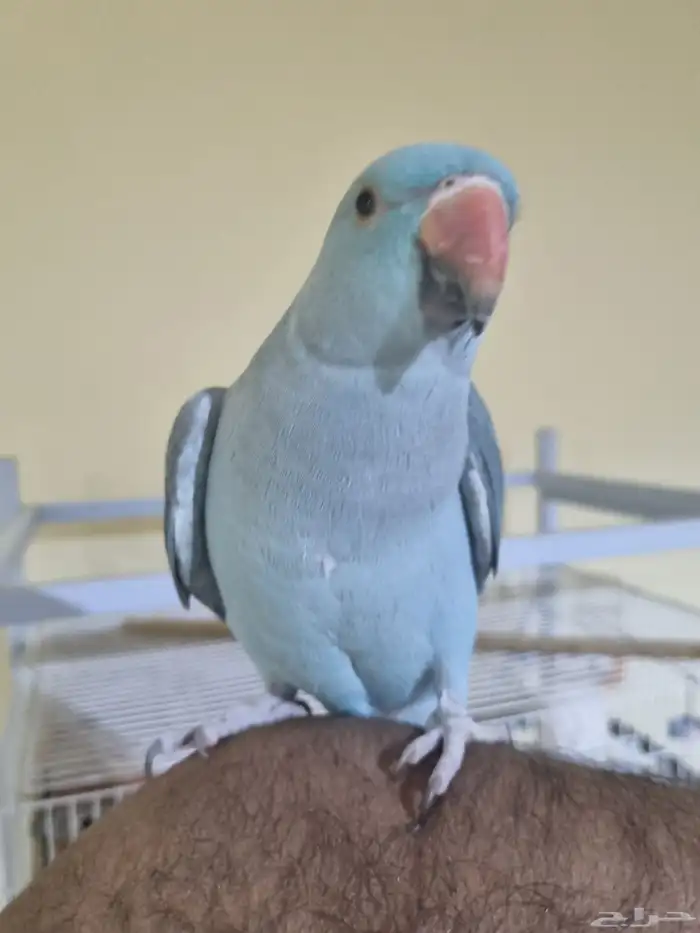 دره هولندي انثى اليفه 6