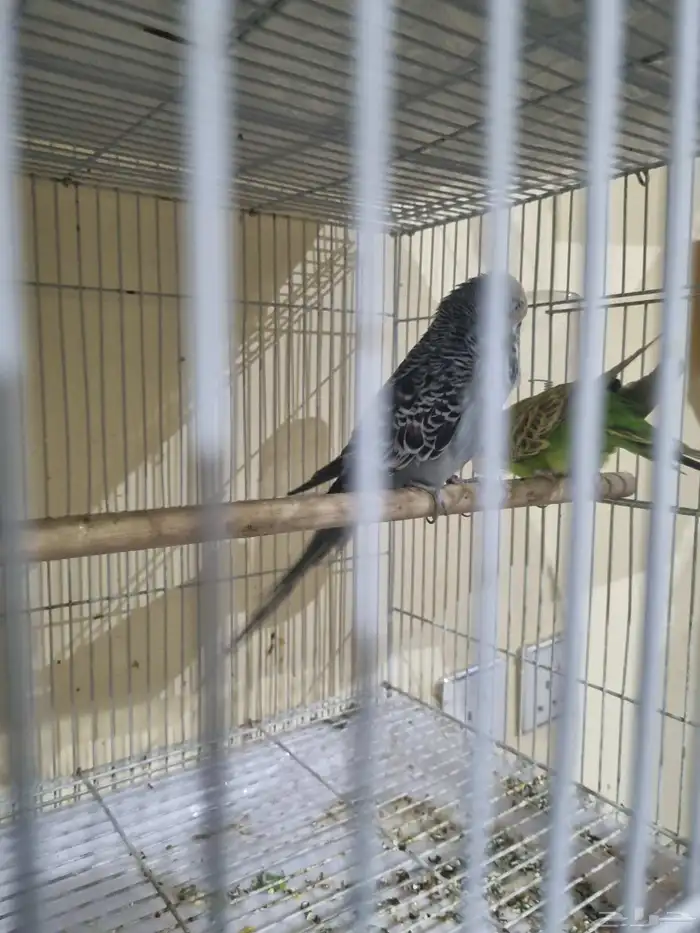 جوز بادجي انجليزي منتج 1