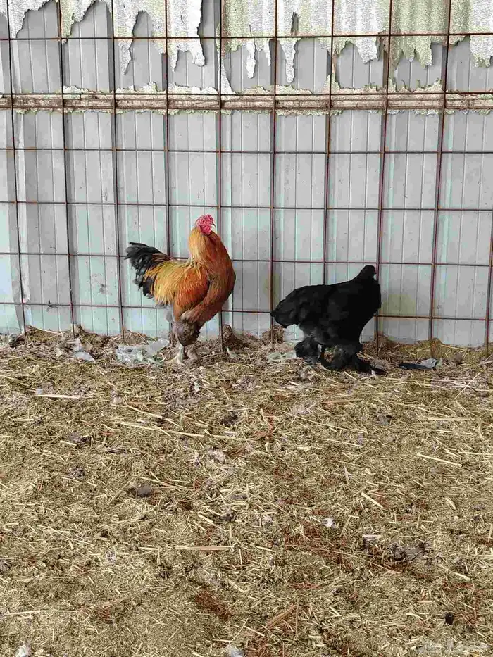 دجاج براهما 0