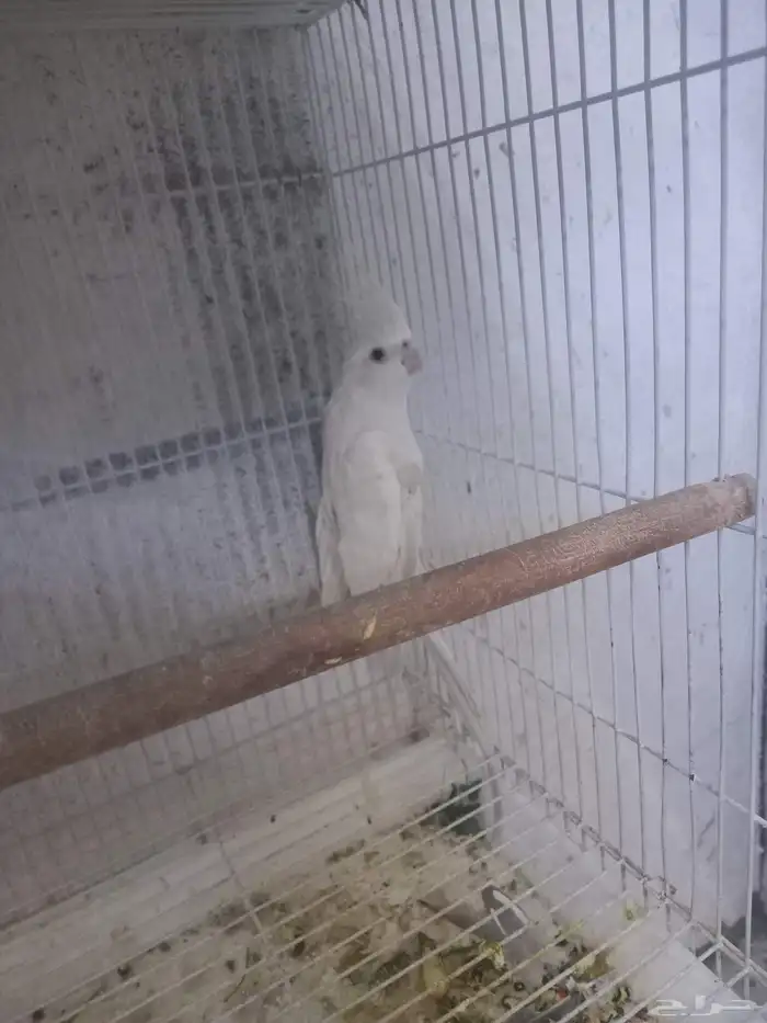 زوج كروان هولندي بفروخه ...فخم 6