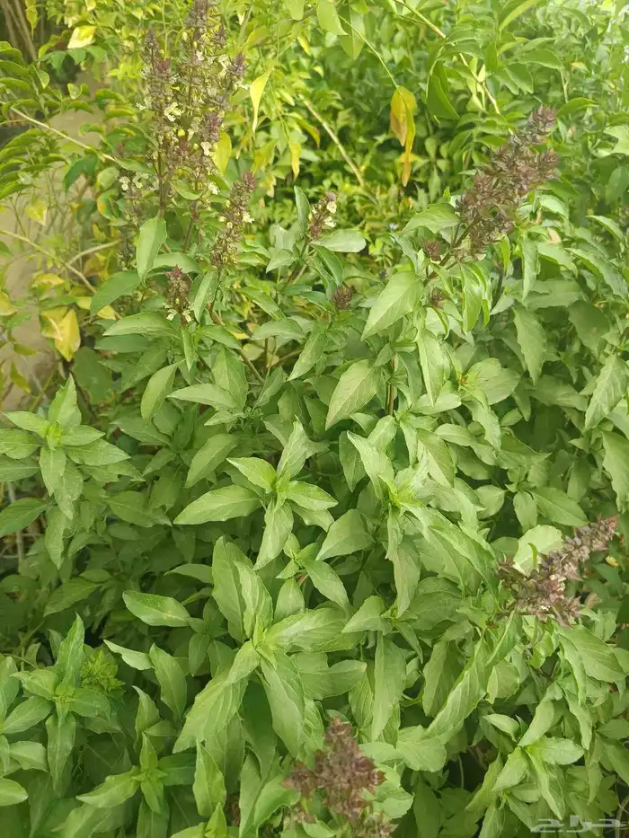 مشتل المدينة لجميع انواع الأشجار والنباتات 4