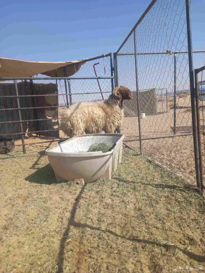 خروف نعيمي فحل مشرط سديس 1