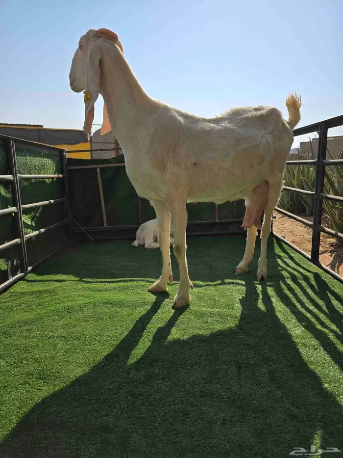 معزا مع عيالها 3