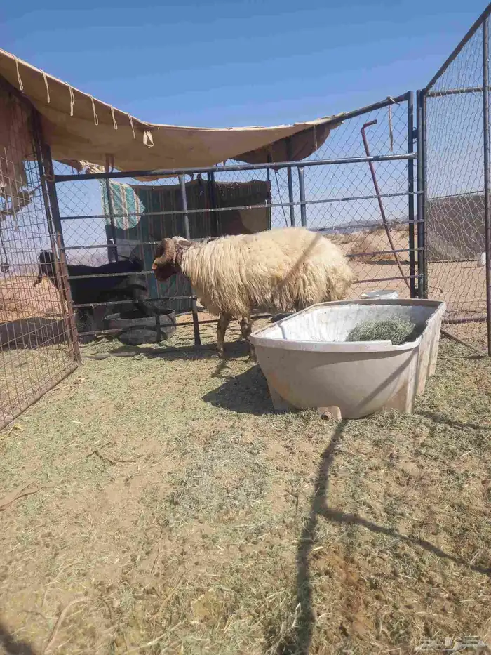 خروف نعيمي فحل مشرط سديس 2