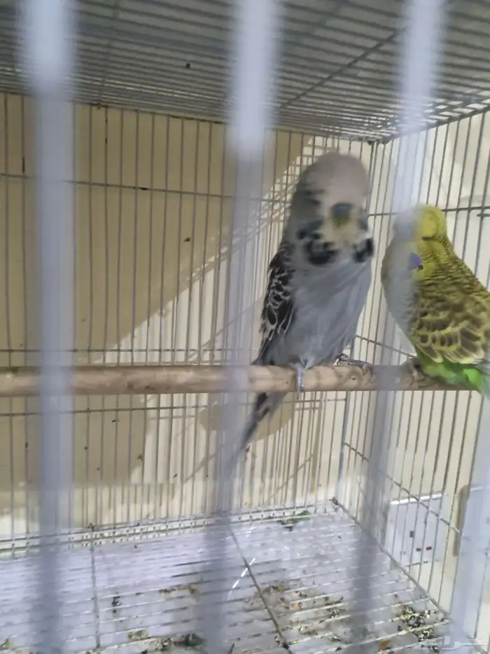 جوز بادجي انجليزي منتج 3