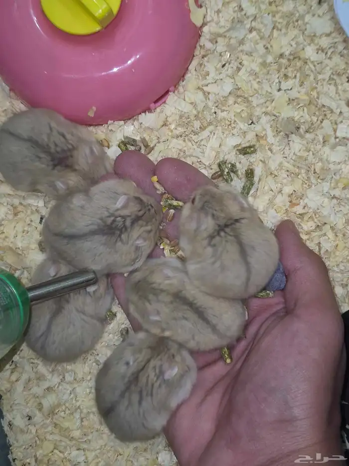 هامستر قزم للبيع 9