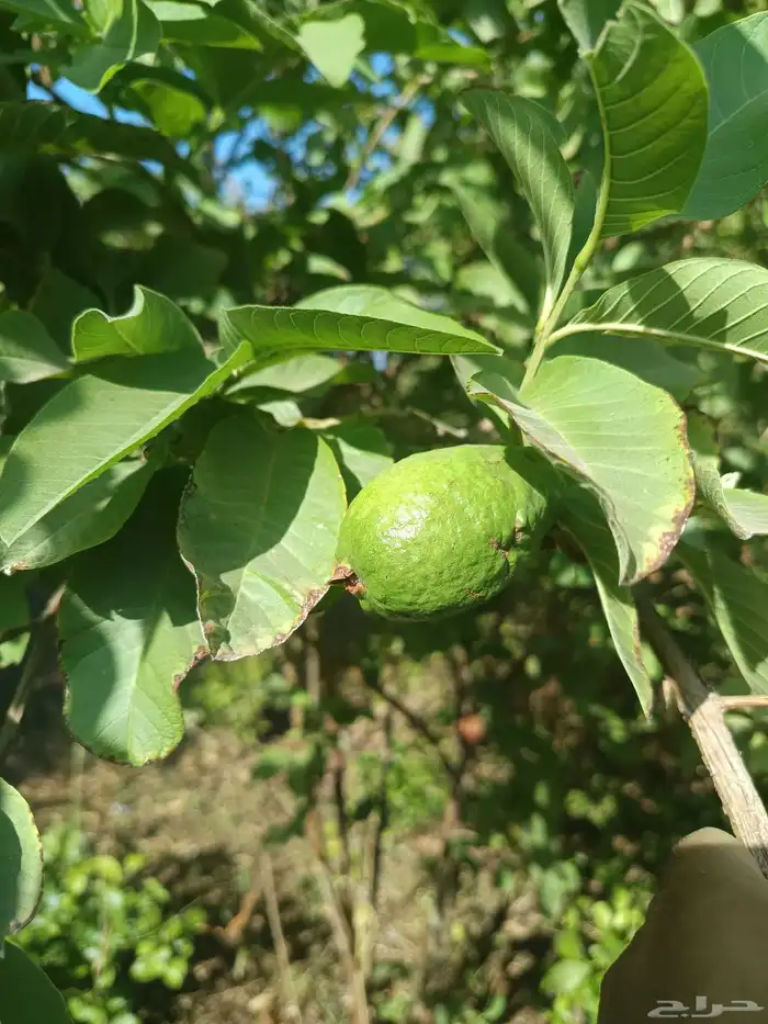 مشتل المدينة لجميع انواع الأشجار والنباتات 8