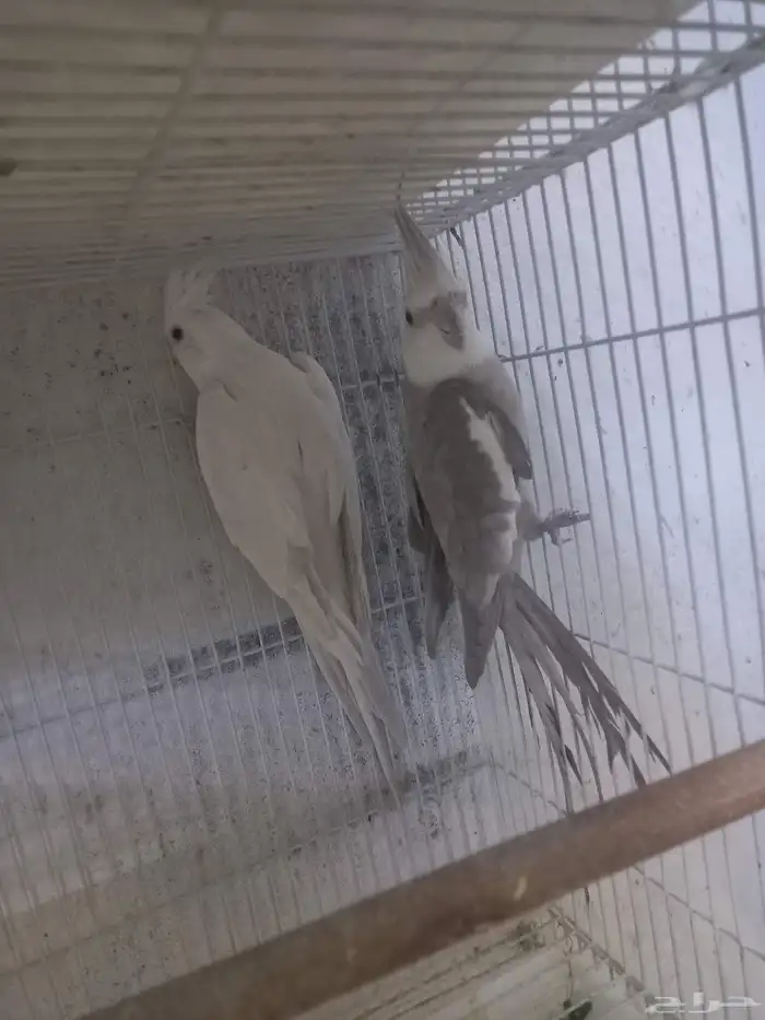 زوج كروان هولندي بفروخه ...فخم 5