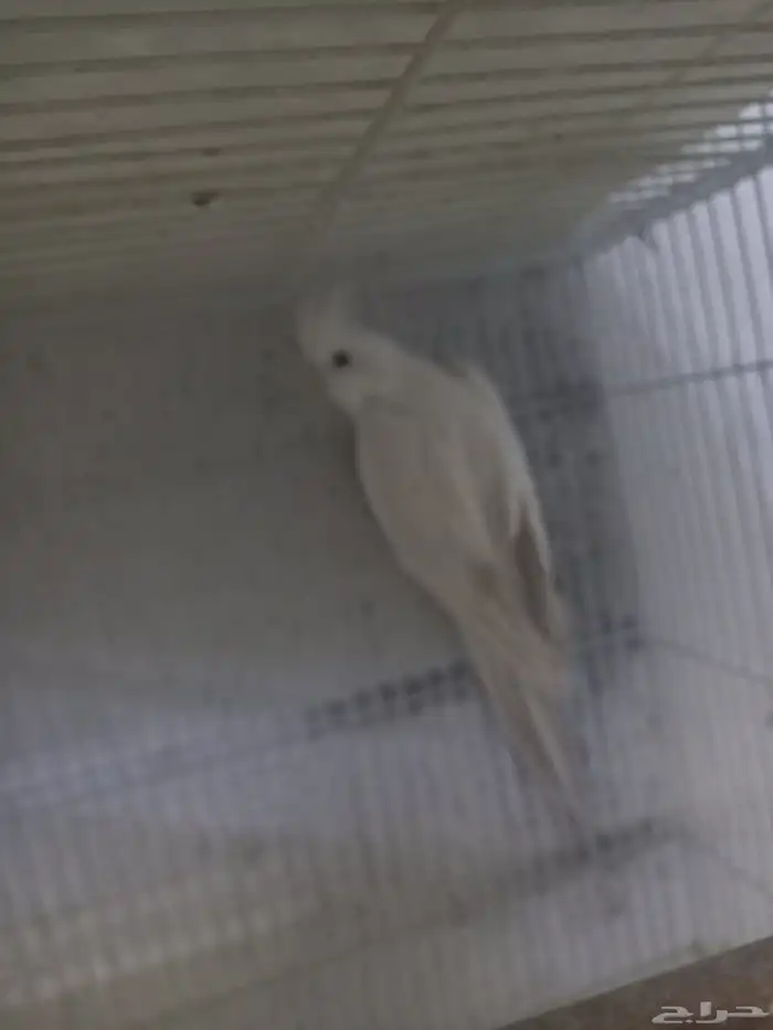 زوج كروان هولندي بفروخه ...فخم 3