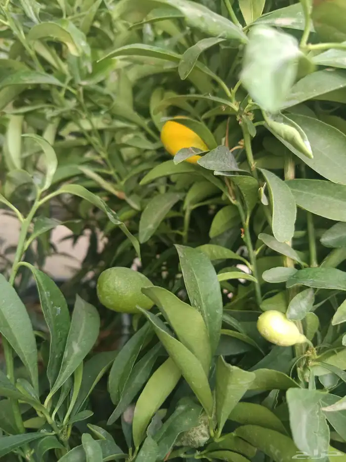 مشتل المدينة لجميع انواع الأشجار والنباتات 5