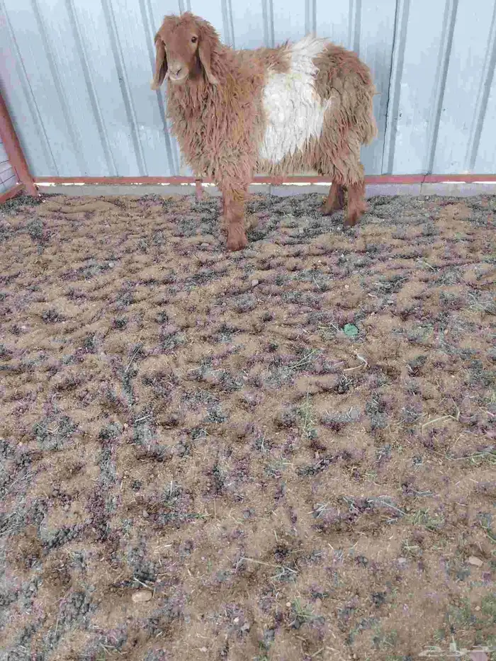 هرافي وجذعه 5