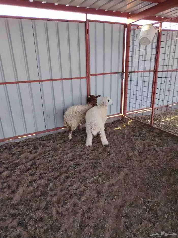 هرافي وجذعه 2