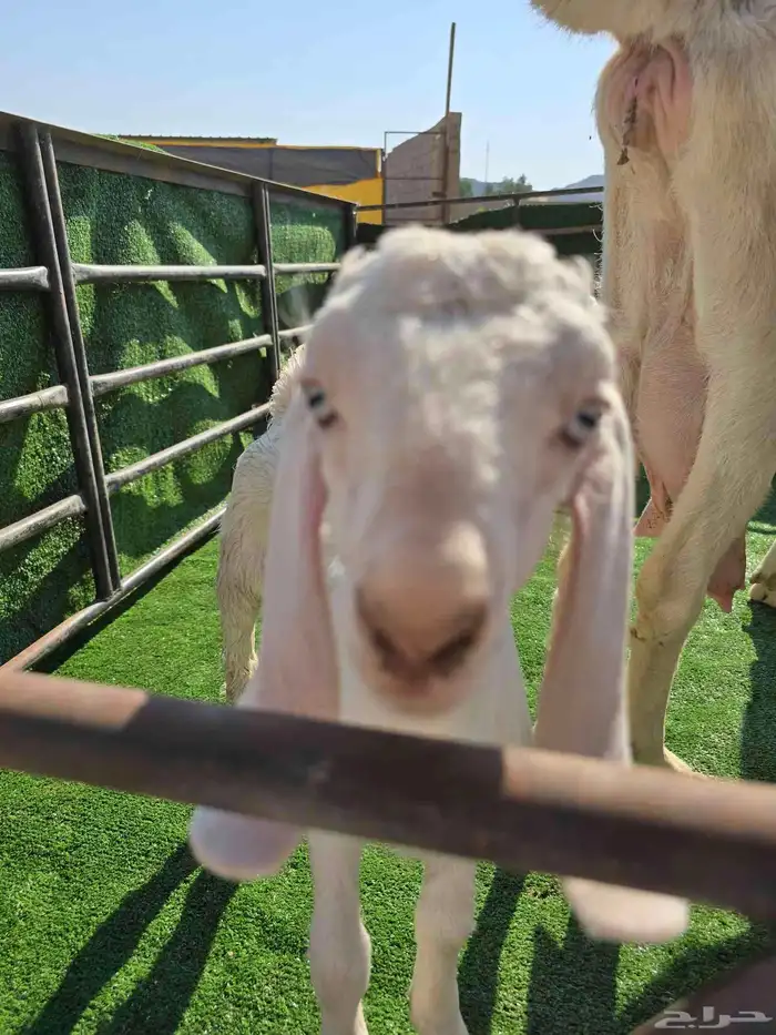 معزا مع عيالها 1